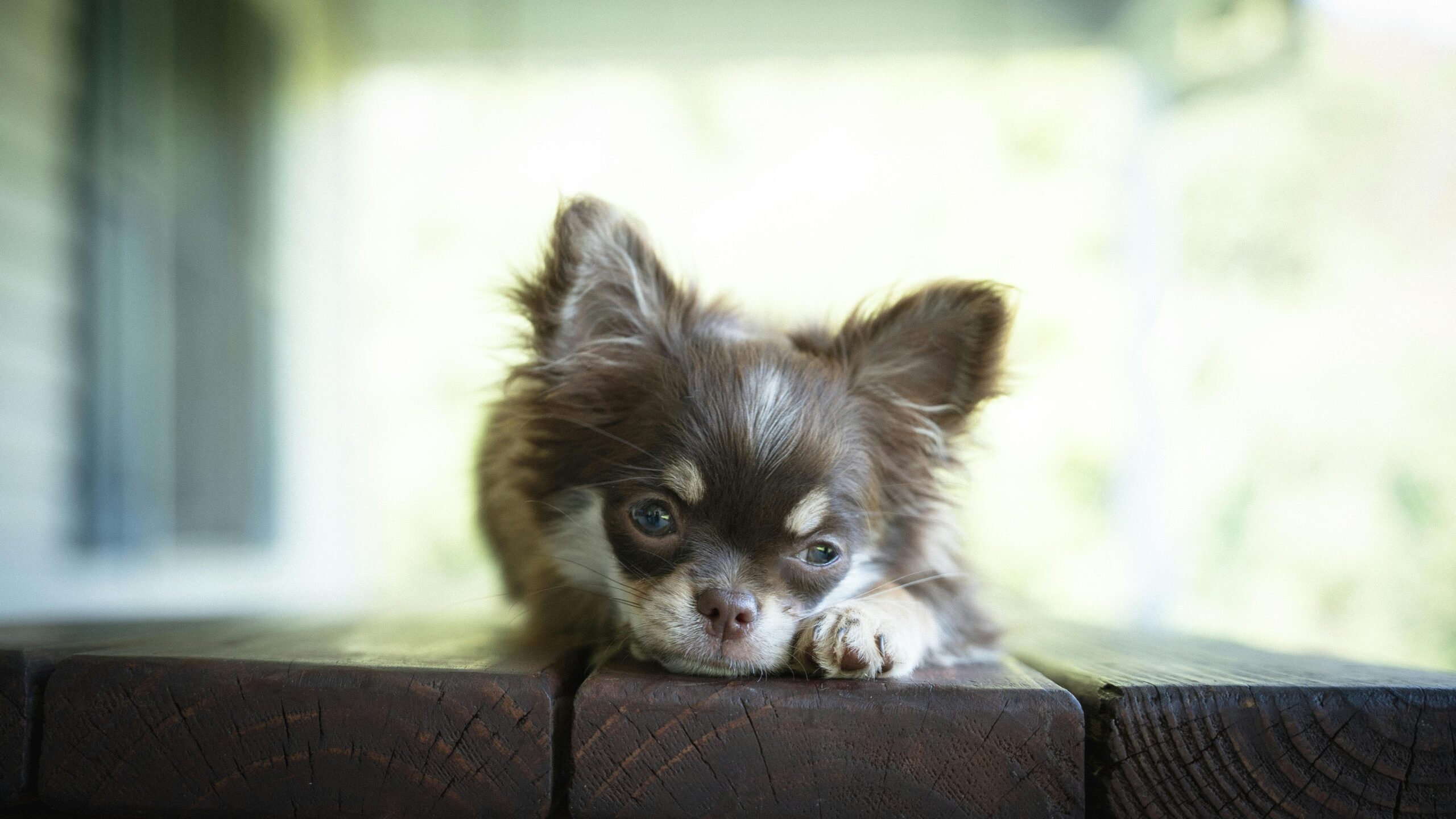Cute Chihuahua puppy resting on a wooden table outdoors, showcasing pet relaxation.